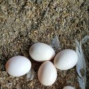 백봉오골계 부성농원 이미지