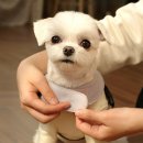my fluffy(마이 플러피)