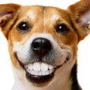 다빈치동물병원 이미지