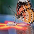 영어회화(기초) 이미지