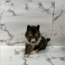 건강한 강아지 이미지