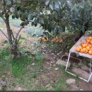 대봉감따기와 양파심기(11/8) 이미지