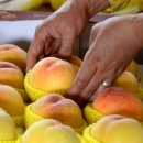 금화농장 이미지