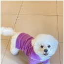 부산애견호텔 강아지 유치원 맘바이 서면본점 이미지