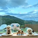 솔아페 | [강원_홍천] 애견독채펜션 ‘솔아페’🌳