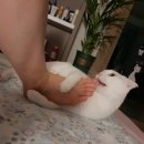 발꼬랑 이미지