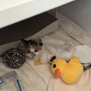 성묘 아기고양이 합사 성공 후기 2: 완전 격리 ~ 부분 격리까지의 과정