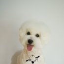 한강펫살롱 이미지