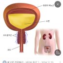 꼬성분 배위자 ㅋ 철 쿠리=알부민 테스토스테론 혈액이 글로불린아니몀 알부민이다 ㅋ 아연 구리를 결핍 이미지