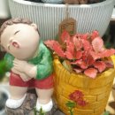 알로애 꽃집 이미지