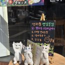 7176 | [서울 홍대 맛집] 연남동 맛집 연하동 연남본점 솔직후기 :: 연남동 치킨덮밥 꼬꼬동