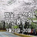 [클릭하세요] 부산 봄꽃여행! 달맞이길 벚꽃 + 오륙도스카이워크 수선화 [28인승리무진] 이미지