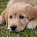 하임동물의료센터 이미지