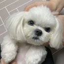 서귀포지역경찰대 ↔ 창훈이네식당 | 다시 돌아온 일상모음집✨