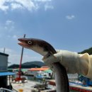 바다장어 이미지