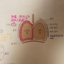 2권 p.315 그림 28.08 늑강, 늑막 이미지