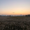 순천만습지 이미지