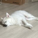 마이브라운 펫보험 다이렉트 가입 직접 해본 후기, 병원가자 용기있게 캠페인