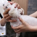 해운대 플러스동물병원 이미지