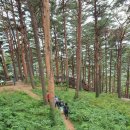2024년 7월 20일(토) 한겨레 산악회 강원도 대관령 천년의 숲길 금강소나무길 트레킹 이미지