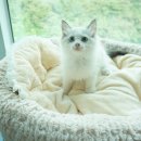 노블랙돌 네이버블로그
