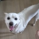 박동물병원 | 첨단YB동물병원 스케일링 후기; 노견 치석제거 수술 과정; 치석제거 비포애프터