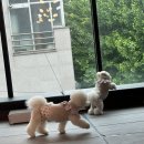 다정유치원 - 세종특별자치시 | 에너지가 넘치는 5살 반려견 울산 바비브라운 비숑프리제 유치원 보내고있는 후기!~