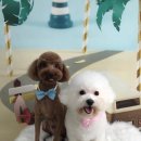 아롱펫샵 이미지