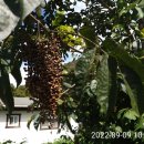 삼회리보건진료소 이미지