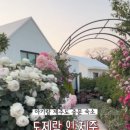 도제랑인제주