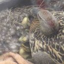 True Duck Story 이미지
