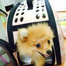 YS동물병원 이미지