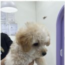 펫살롱 이미지