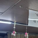 인천유선 | 쭈꾸미낚시 내돈내산 후기 인천 국제 유선 해피호 배낚시 가격 시간 방법 미끼 쭈꾸미 조과