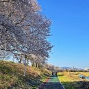 조천변 벚꽃길 이미지