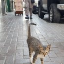 주시회사 공사중푸드마켓 | 🇦🇪 DUBAI #2