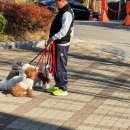 개좋은날 이미지