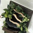 (주)플랜하다 | 크레스티드 게코 두몽이네 마뱀이들 플랜테갤러리 303045 아크릴 사육장 후기 :)