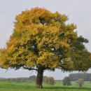 나무와새 이미지