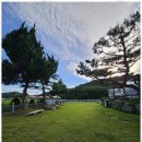 조이애견 이미지