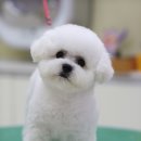 꼬망이펫샵 이미지