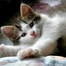 마포-서교-마포-3486 이미지