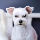 멍멍펫스토어 이미지