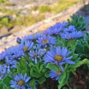 사랑의 노래 이미지