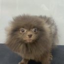 그루머솔 이미지