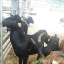 복희 농장 이미지