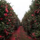 동부카인테리어 | 🚗 제주렌트카 타고 떠난 동부 감성 카페 드라이브 루트! 추천합니다 :)