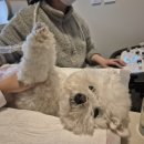 24시 더블유 동물의료센터 | 영등포 동물병원 24시 동물의료센터24인치 종양검사 후기