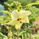 한스메디팜 이미지