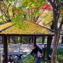 아차산 동행숲길 | 늦가을 서울단풍명소, 아차산동행숲길 (2024.11.22)무장애 숲길 구간~